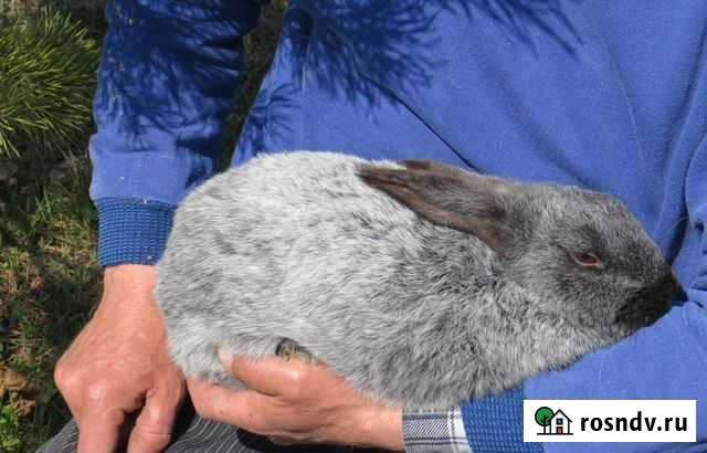 Продам кроликов Липецк - изображение 1