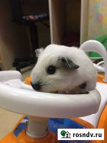 Морская свинка(девочка) Оболенск - изображение 1