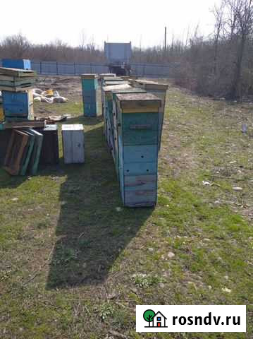 Улья Майкоп - изображение 1