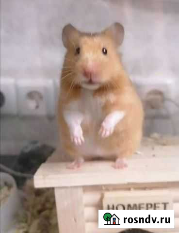 Сирийский хомяк Гороховец - изображение 1