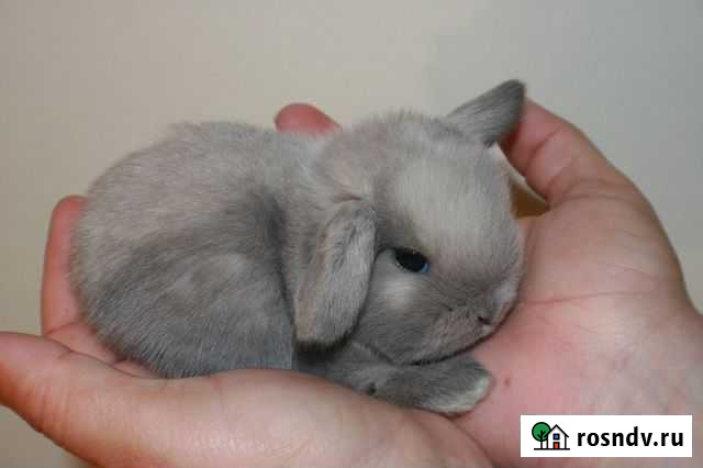 Карлики вислоушки Нижний Новгород - изображение 1