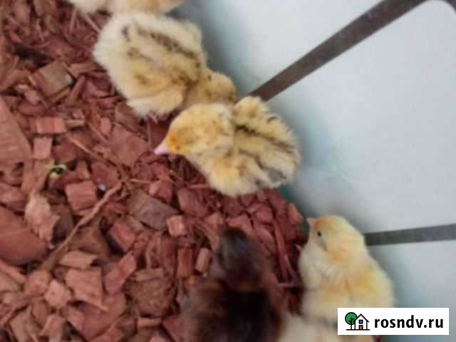 Перепелята Горно-Алтайск - изображение 1