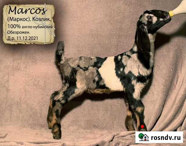 Шикарные нубийские козлята Химки - изображение 1