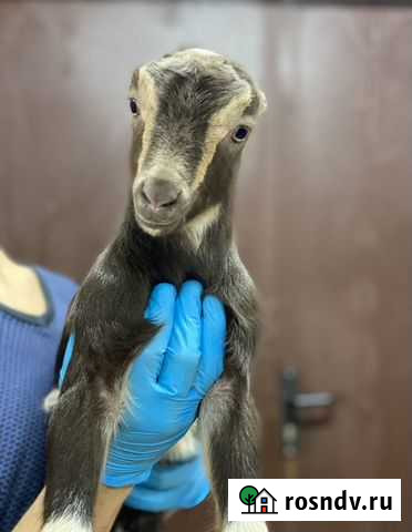 Козлы козы ламанча нубийские альпийские Санкт-Петербург - изображение 1