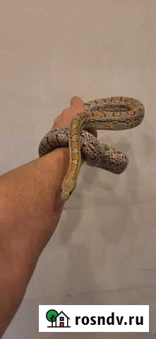 Маисовый полоз Ростов-на-Дону - изображение 1