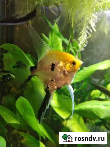 Скалярии Анциструсы Пецилии Креветки Гуппи Цихлазо Люберцы - изображение 1