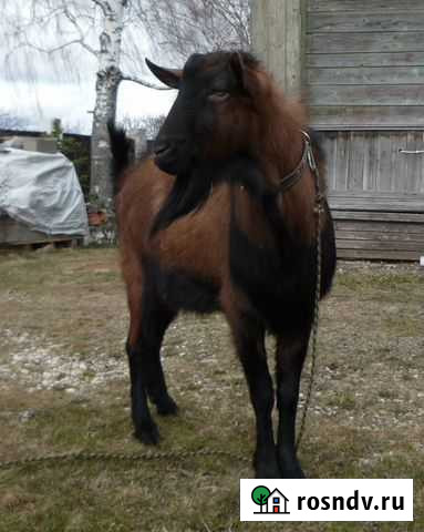 Чешский бурый Козёл Шаховская - изображение 1