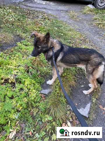 Нужна длительная передержка Мурманск - изображение 1