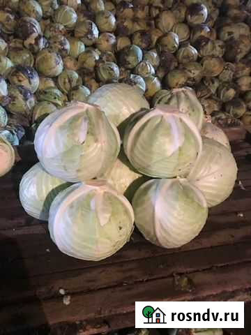 Капуста оптом Рубцовск - изображение 1