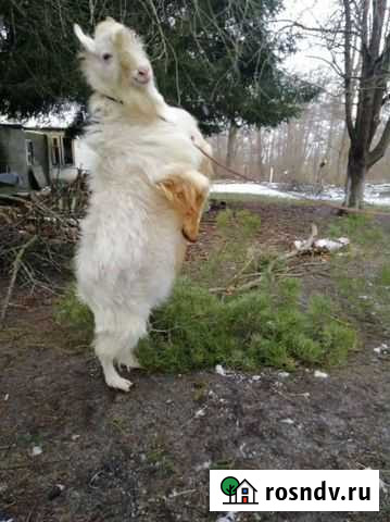 Козел Мамоново - изображение 1