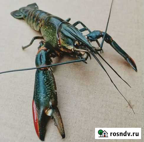 Аккр Чебаркуль - изображение 1