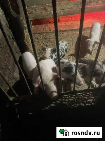 Продажа поросят Кемерово - изображение 1
