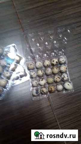 Яйцо домашнее перепелиное Нижний Новгород - изображение 1