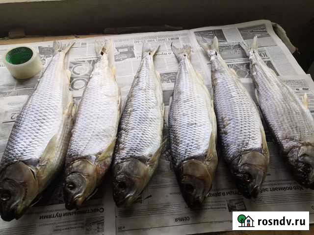 Кутум вакум шамайка рыбец тарашка лещ Махачкала - изображение 1