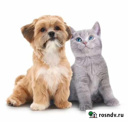 Передержка Саратов - изображение 1