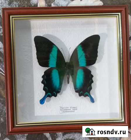 Бабочки в рамках Чебоксары - изображение 1