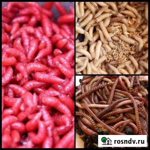 Опарыши Белые/красные Санкт-Петербург - изображение 1