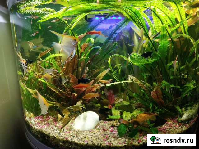 Широкий ассортимент аквариумных рыбок Самара - изображение 1