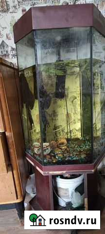 Аквариум Альметьевск - изображение 1