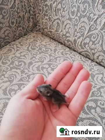 Джунгарский хомяк Новокузнецк - изображение 1