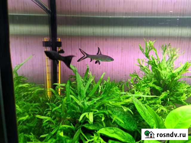 Аквариумные рыбки Санкт-Петербург - изображение 1