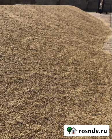 Зерно пшеница ячмень Ахтанизовская - изображение 1