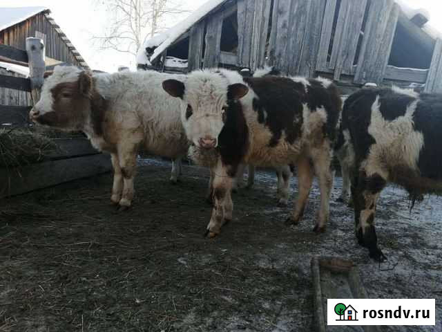 Телочки и бычки Залари - изображение 1