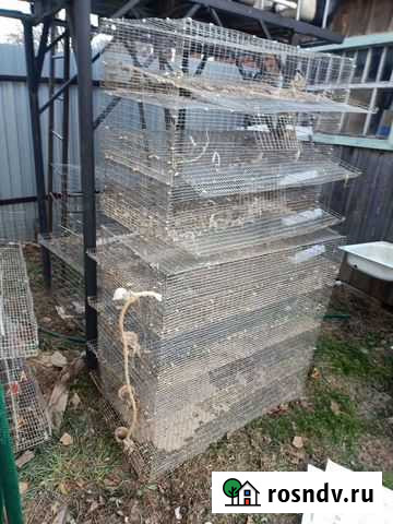 Клетки для перепелов Аша - изображение 1