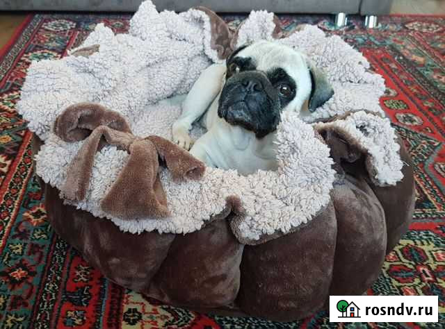 Лежанка для собак и др. товар Калининград - изображение 1