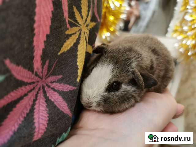 Морская свинка тедди Ростов-на-Дону - изображение 1