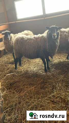 Овцы, баранина Спас-Деменск - изображение 1