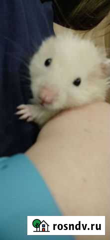 Сирийский хомяк ангорка Омск - изображение 1