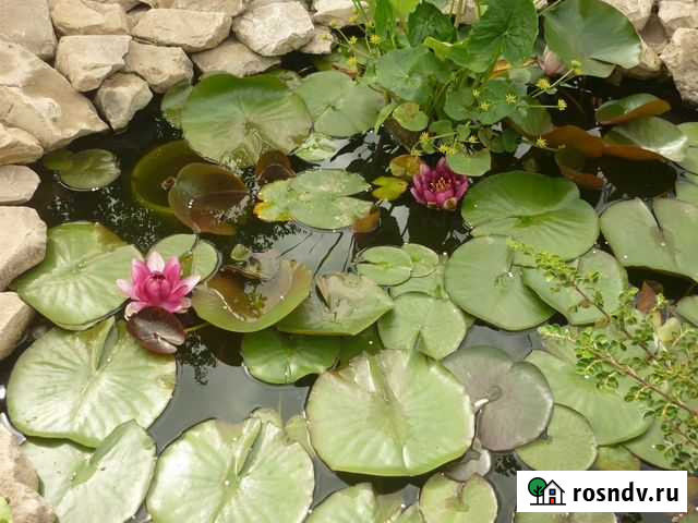 Озеленение водоемов и ландшафтный дизайн Саратов - изображение 1