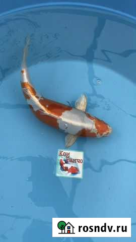 Карп Кои. Кикусуи Усть-Лабинск - изображение 1