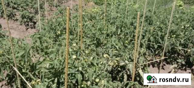 Колышки для помидоров Уфа - изображение 1