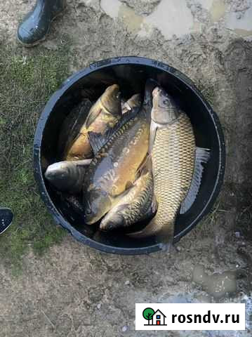 Шикарная рыбалка Тульский - изображение 1