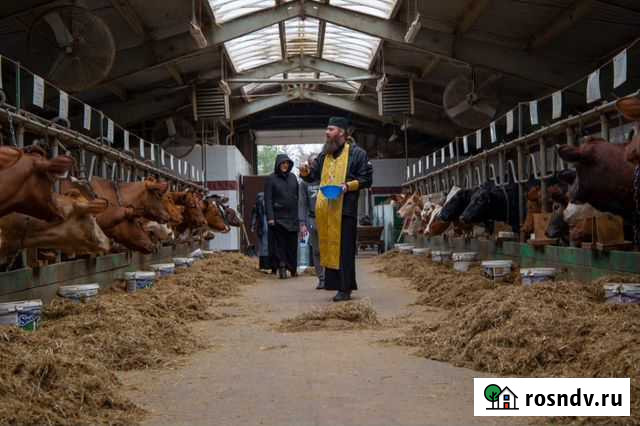 Корова Карабаново - изображение 1