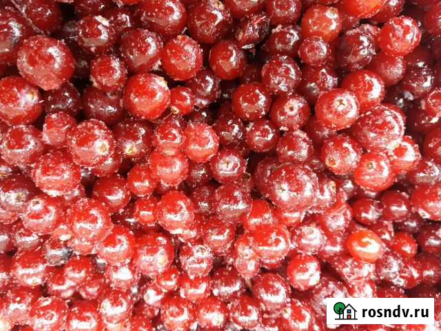 Клюква Новосибирск - изображение 1