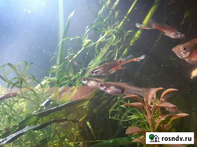 Гуппи, креветки, улитки, растения Раменское - изображение 1