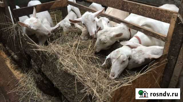 Стадо зааненских коз Осиново - изображение 1