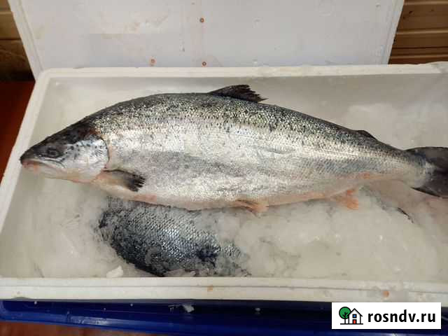 Рыба Мурманск - изображение 1