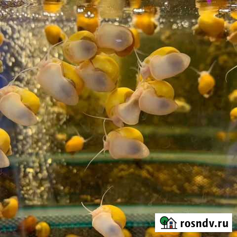 Молодняк ампулярий Рузаевка - изображение 1