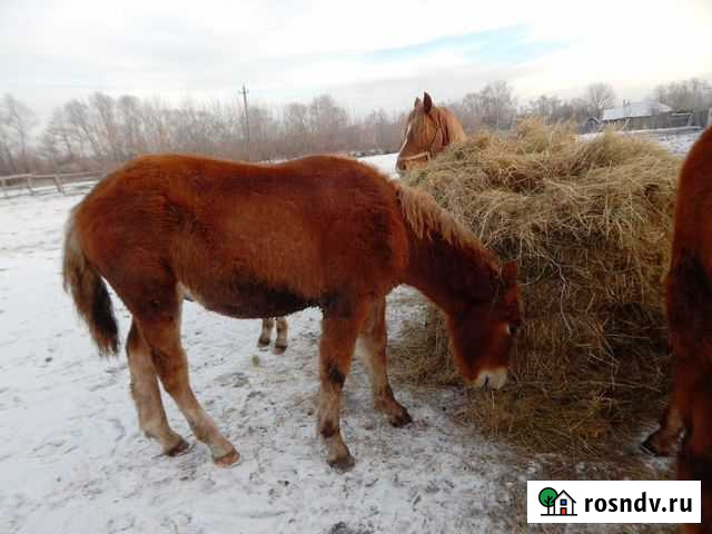Жеребята 2021 года Моршанск - изображение 1