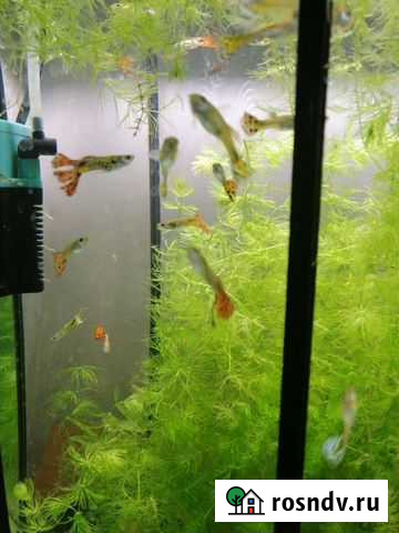 Гуппи Нурлат - изображение 1