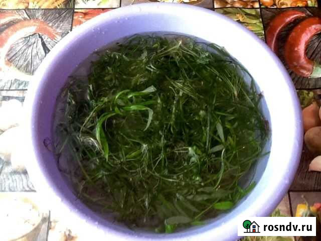 Быстрорастючка аквариумная Ангарск - изображение 1