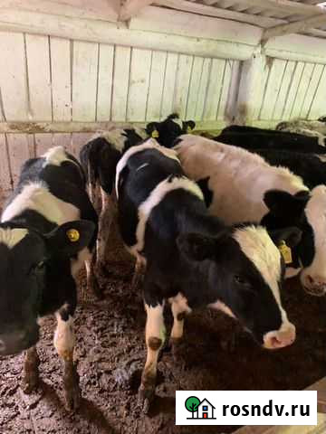 Бычки.Телята.крс Чердаклы - изображение 1