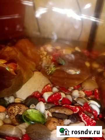 Отдам рыбок Санкт-Петербург - изображение 1