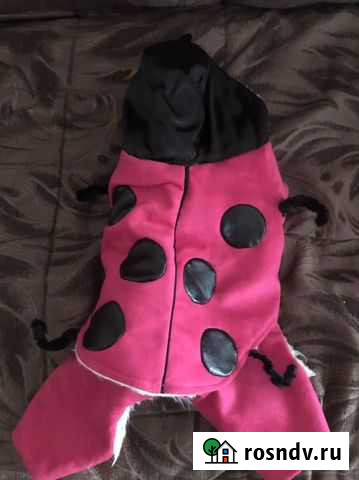 Одежда для собак Биробиджан - изображение 1