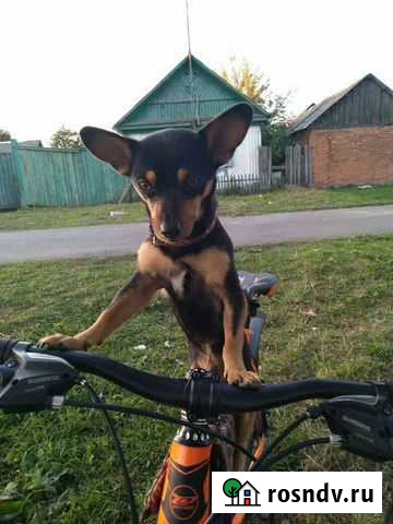 Услуги Клинцы - изображение 1