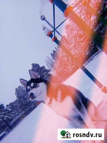 Вязка Сибириский хаски Пермь - изображение 1